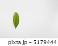 a leaf 5179444