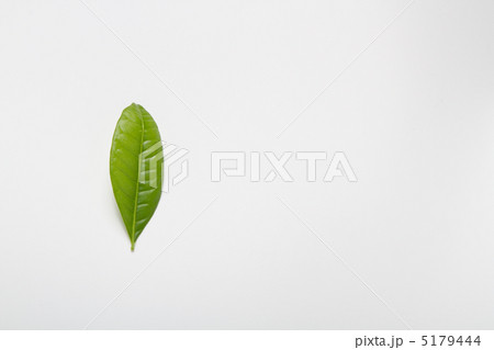 a leaf 5179444