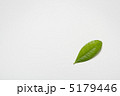 A leaf 5179446