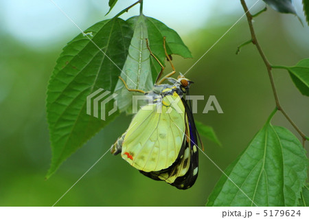 オオムラサキの羽化 オオムラサキの羽化 5179624