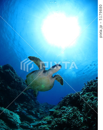 サンゴの上を泳ぐウミガメと太陽 5179880