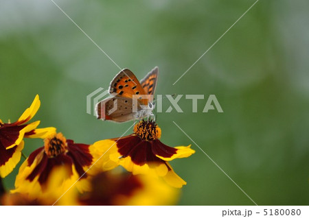 ハルシャギクとベニシジミ 5180080