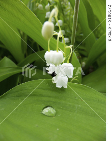 すずらんの写真素材 [5180172] - PIXTA