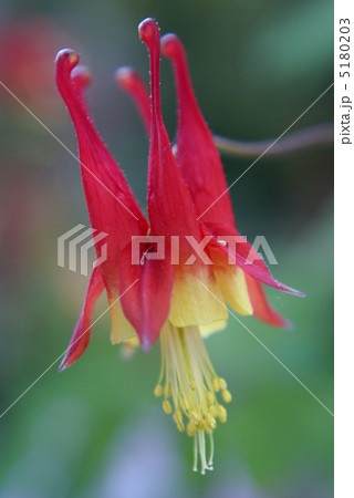 オダマキ 5180203