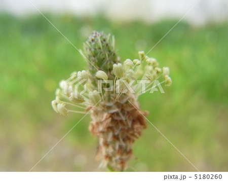 ヘラオオバコ 5180260