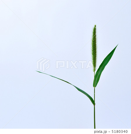 エノコログサ 5180340