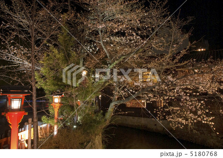 祇園白川 宵桜 祇園白川 宵桜 5180768