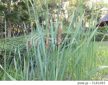 ガマの穂 ガマの穂 5181065