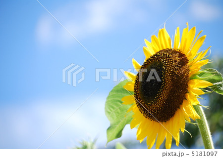 ひまわりと空 ひまわりと空 5181097