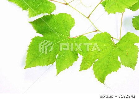葡萄（デラウェア）の葉複数枚１枝・横位置下スペース 5182842