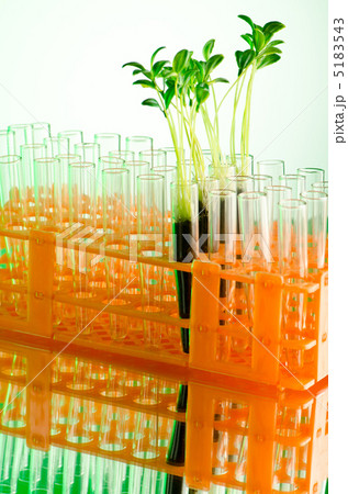 Experiment with green seedlings in the lab Experiment with green seedlings in the lab 5183543