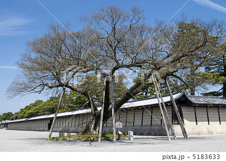 京都御苑　清水谷の椋 5183633