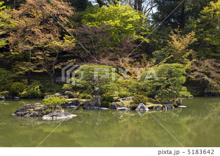 仙洞御所　南池の葭島 5183642