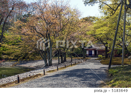 仙洞御所　醒花亭と南池の桜の馬場 5183649