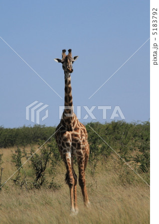 野生のキリン 5183792