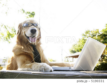 メガネを掛けパソコンを見る犬の写真素材