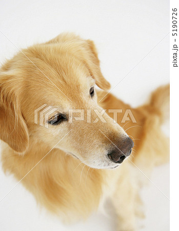 ゴールデンレトリバー 犬 可愛いの写真素材