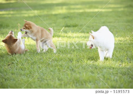 遊ぶ子犬 遊ぶ子犬 5195573