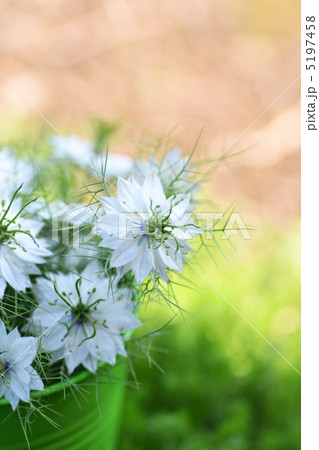 ニゲラの花 5197458