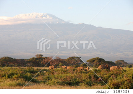 アフリカゾウとキリマンジャロ 5197533