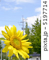 夏休みの向日葵 5197714