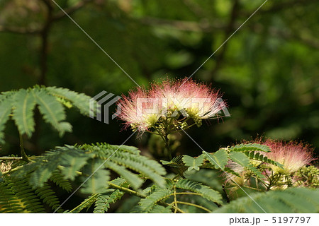 ねむの木 5197797