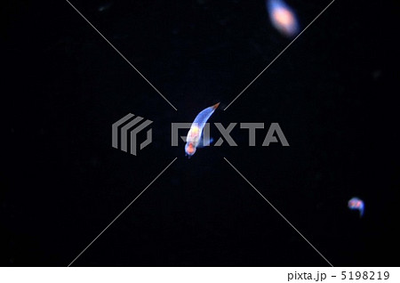 クリオネ 5198219