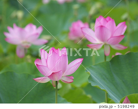 古代蓮 5198249