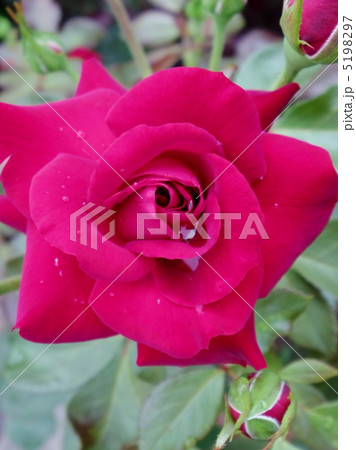 ニコロパガニーニ 5198297