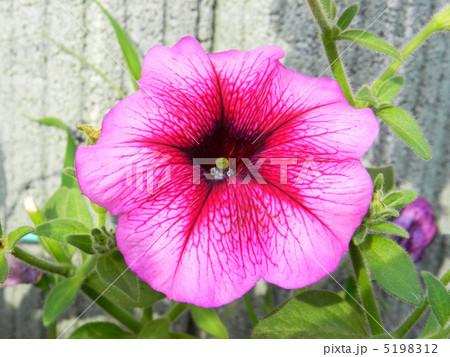 ペチュニア 5198312