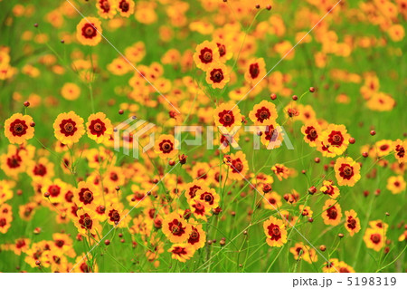 ハルシャギク 5198319