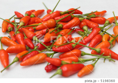 島とうがらし 5198360