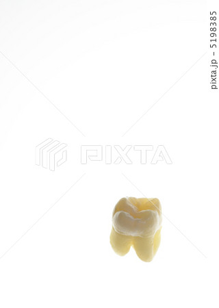 歯 5198385