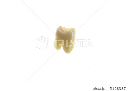 歯 5198387