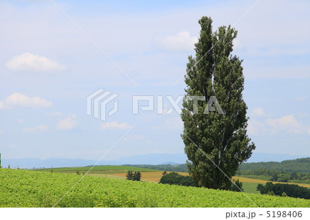 ケンとメリーの木 5198406