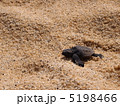 ウミガメの孵化 5198466