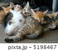 子猫（６匹兄弟） 5198467
