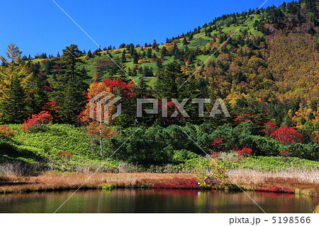 草津白根山 芳ヶ平湿原の紅葉の写真素材