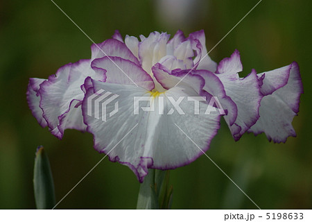 花菖蒲 スティップルド・リップルス 花菖蒲 スティップルド・リップルス 5198633