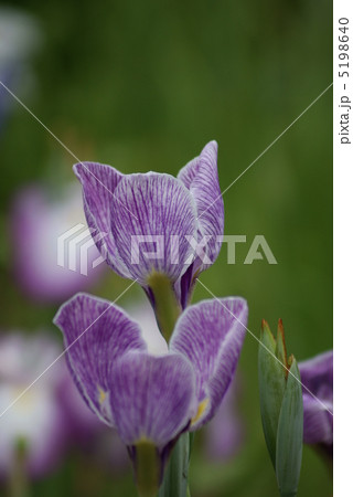 花菖蒲　筑波根 5198640