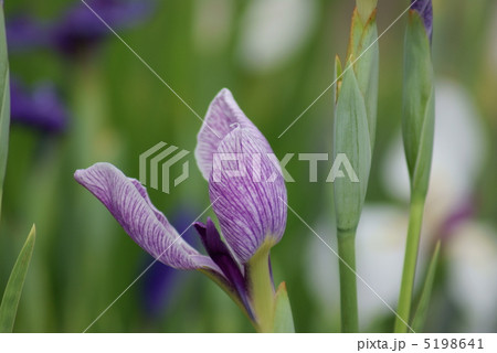 花菖蒲 筑波根 花菖蒲 筑波根 5198641