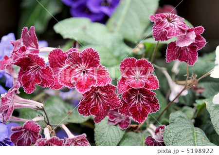 ストレプトカーパス 5198922