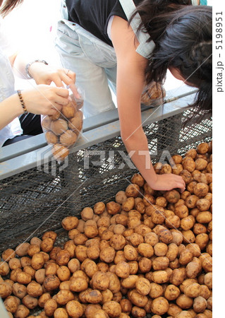 ジャガイモ詰め放題で袋詰めをしている母娘の手元 5198951
