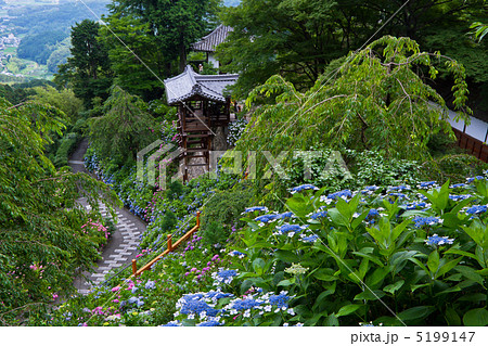 善峯寺の紫陽花 5199147