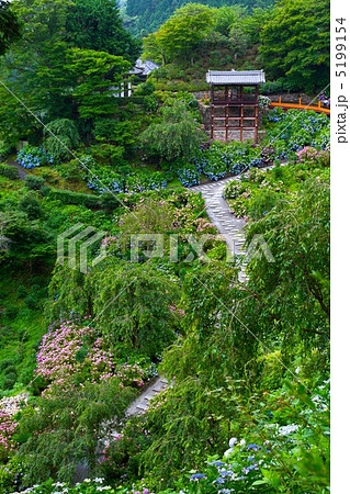 善峯寺の紫陽花 5199154