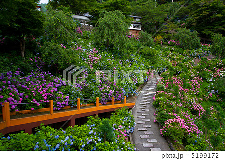 善峯寺の紫陽花 5199172