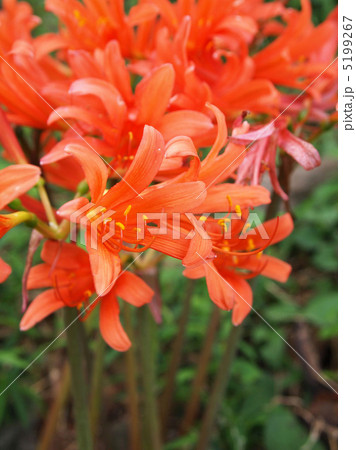 キツネノカミソリ 5199267