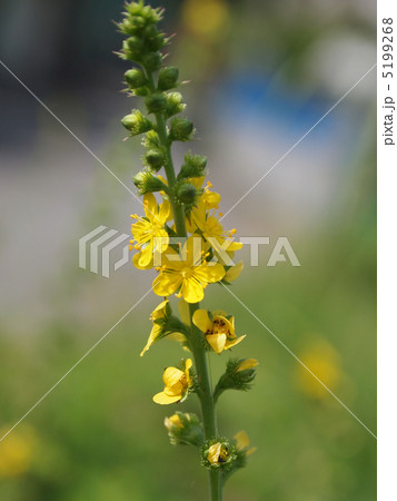 キンミズヒキ 5199268