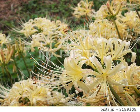 シロバナマンジュシャゲ シロバナマンジュシャゲ 5199309