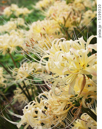 シロバナマンジュシャゲ 5199310